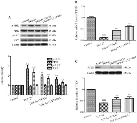 Egcg Inhibits The Pi K Akt Signal Pathway Via Upregulation Of Pten In