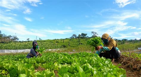 Rlu Memberikan Dampak Positif Bagi Orang Keluarga Petani Di