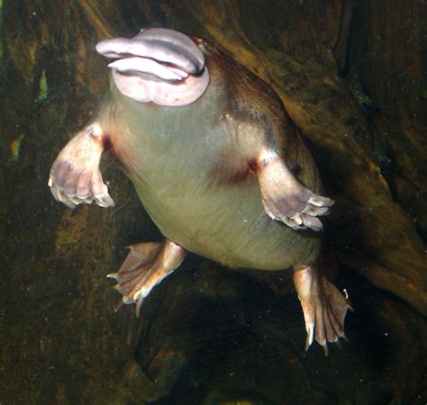 Platypus surfacing from dive