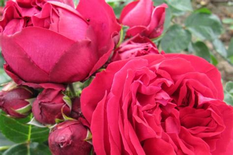 Variedades De Rosas E Os Seus Significados Interflora