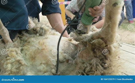 Men Shearer Shearing Sheep at Agricultural Show in Competition ...