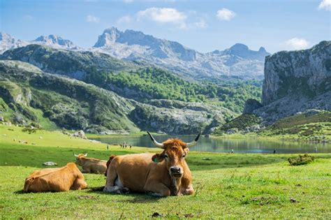 Los Picos De Europa Barcelife