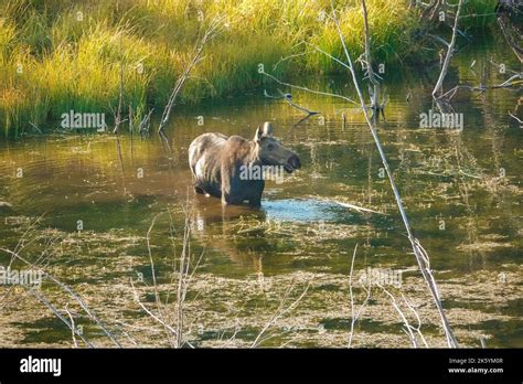 Grand Teton National Park Wyoming Usa Moose Eating In Pond Along