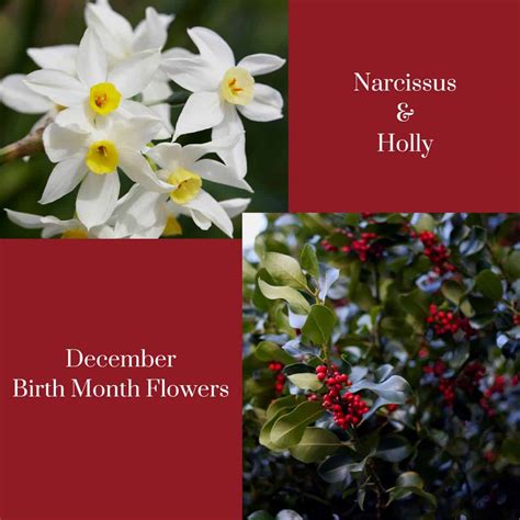 December Birth Flowers