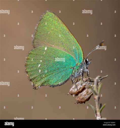 Green Hairstreak Callophrys Rubi Butterfly Resting On Heath With