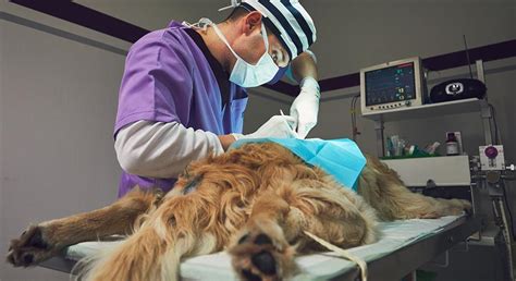 Grand Master en Actualización en Cirugía Veterinaria de Pequeños Animales