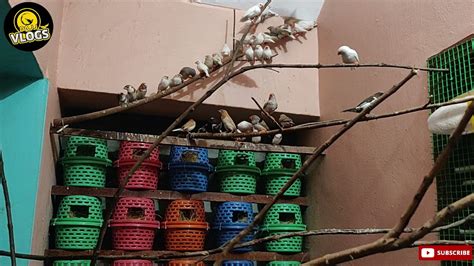 Finches Colony Breeding Setup Breeding Progress Zebra Finch White