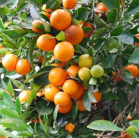 Dwarf Calamondin Orange