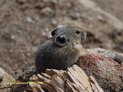 B N Sullivan Photography American Pika Ochotona Princeps