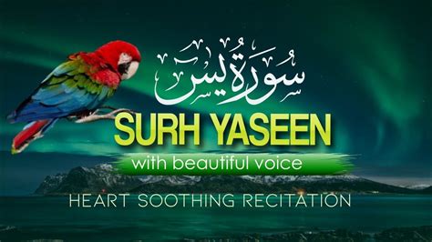 Surah Yaseen Beautiful Tilawat Heart Soothing Recitation Youtube