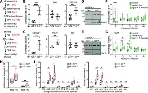 Toll signaling in fat body leads to increased levels of phospholipid ...