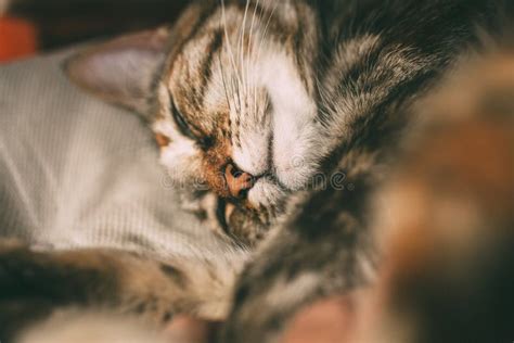 Beautiful Tabby Cat Sleeping In The Sunlight Sleepy Cat Portrait Stock