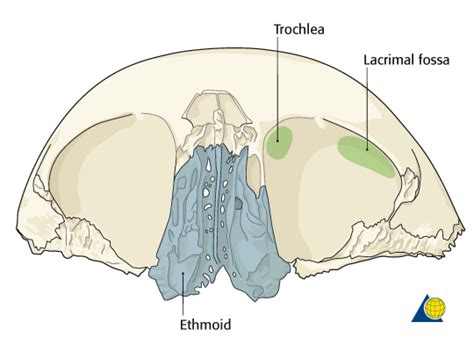 Lacrimal Fossa Location