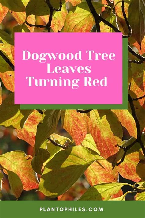 Dogwood Tree Leaves Turning Red — 3 Dangerous Reasons