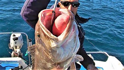 Grossa Cernia Bianca Con Il Vivo Pesca A Traina Costiera Youtube