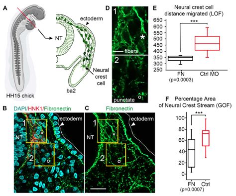 Gain And Loss Of Function Of Fibronectin In Vivo Alters Ncc Migration