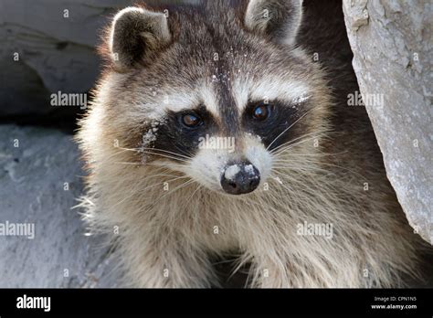 Raccoon Close Up Stock Photo Alamy