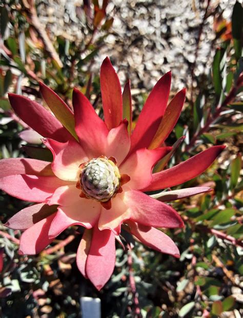 Leucadendron Devils Blush In Mm Forestry Tube Trigg Plants