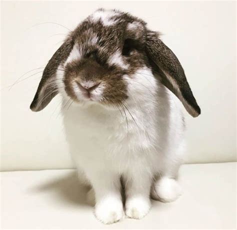 A White And Brown Rabbit Sitting On Top Of A Table