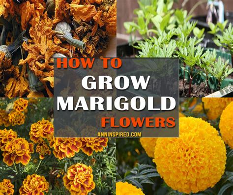 Learn How To Plant And Grow Marigolds Ann Inspired