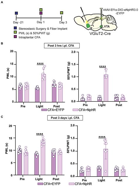 Frontiers Vta Nac Glutaminergic Projection Involves In The Regulation