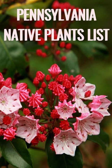 Flowers To Plant In April Pennsylvania Best Flower Site