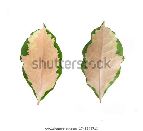 Caricature Plant Gold Leaves Graptophyllum Pictum Stock Photo