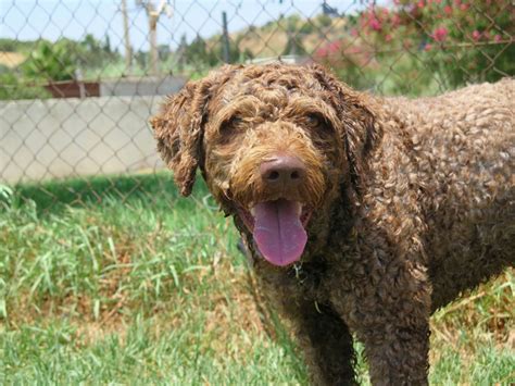 Curly perro adopción Perro de agua español Perrera de los Barrios