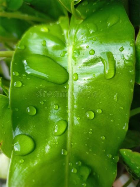 Hojas De La Planta De Dinero Verde Con Gota De Agua Imagen De Archivo