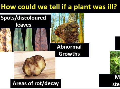 Plant Disease Aqa Biology Teaching Resources