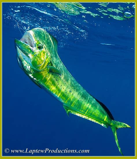 Dazzling Dorados Magnificent Mahi Mahi And Brilliant Bull Dolphins