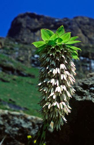 Eucomis bicolor