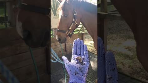 Sheath Cleaning Horse Deutsch at Ida Obrien blog