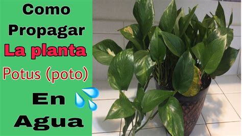 Como Propapagar Planta Potus Poto En M Todo De Agua How To Propagate