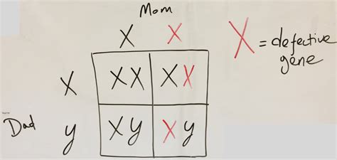 How to Predict Phenotype Using Punnett Square - Food Science Toolbox