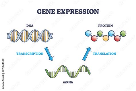 Gene Expression With DNA Transcription MRNA And Protein Translation