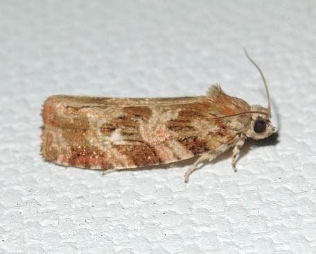 Macrame Moth In May 2021 By Privatenoaccess INaturalist