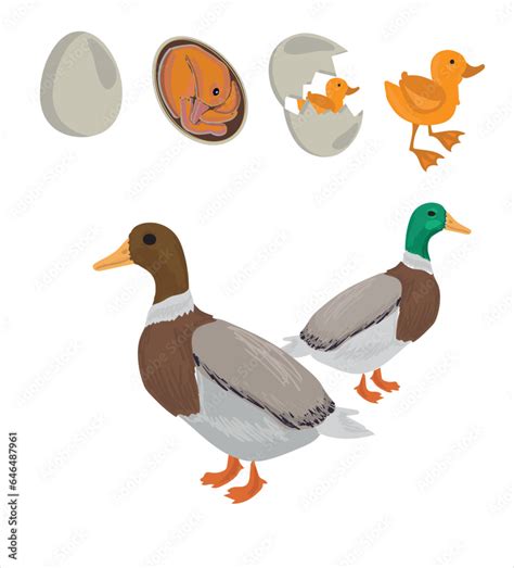 Life Cycle Of Duck Vector Developmental Process Of Duck Vector Illustration Vector De Stock