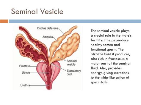 Pin On Reproductive Stystem