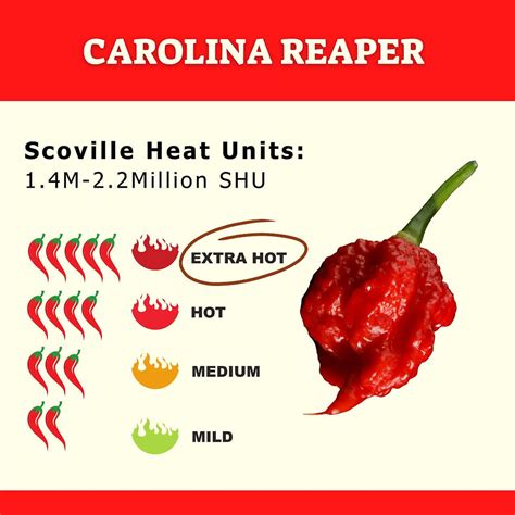 Carolina Reaper World Record At Gabriel Basser Blog