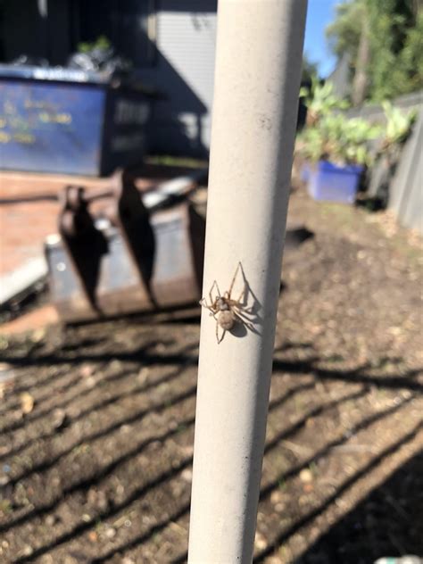 Found This Beautiful Spider In Nsw Australia — I Think Its A She