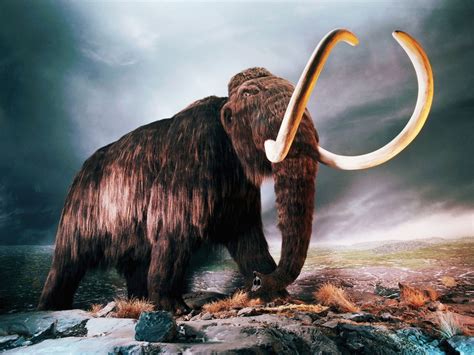 Woolly Mammoth Hd Wallpapers Wooly Mammoth Mammoth Prehistoric Animals