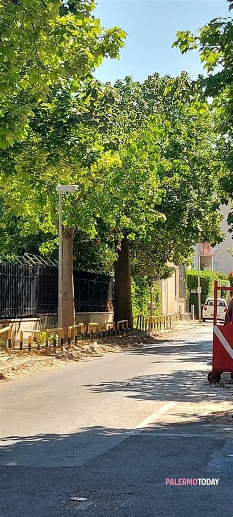 Alberi Pericolanti In Via Toscana Rischiano Di Cadere