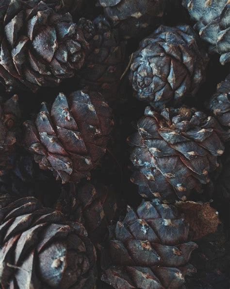 Кедровая шишка | Кедровый орех, Тыквенное масло, Еда