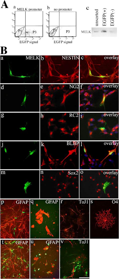 Figure From Maternal Embryonic Leucine Zipper Kinase Melk Regulates