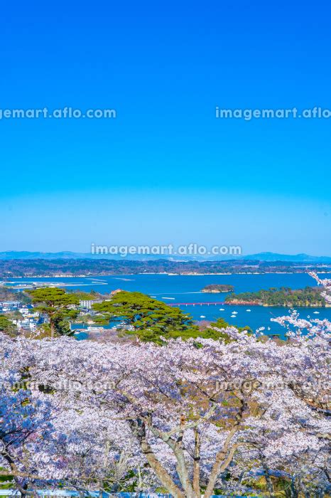 日本三景・松島 西行戻しの松公園 春の桜 松島湾（宮城県松島町）の写真素材 224143822 イメージマート