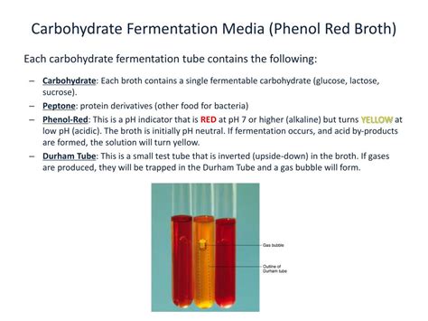 PPT Lab 7 Approach To Identification Bacteriology Of The