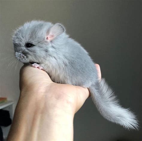 A Person Holding A Small Gray Hamster In Their Hand