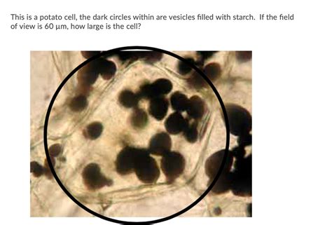 Potato Cell Labeled