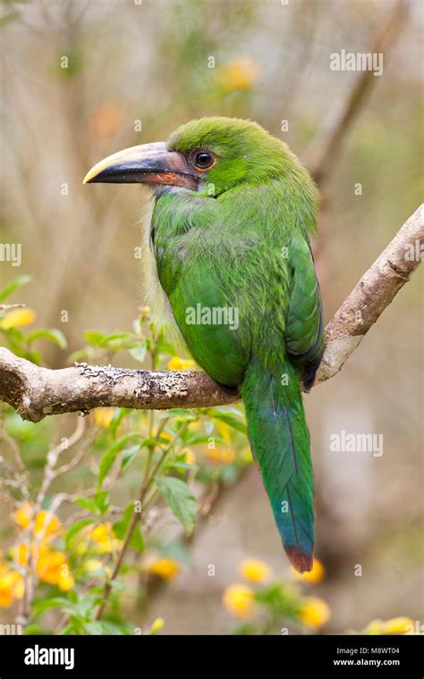 Smaragdarassari Emerald Toucanet Aulacorhynchus Prasinus Stock Photo